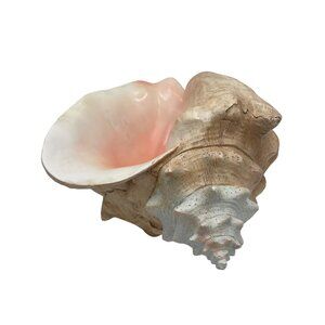 Large Faux Conch Shell With Pink & Cream Finish For Home Decor Or Coastal Vibes
